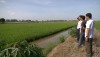 Hiệu quả bước đầu Dự án mô hình nuôi tôm sú – lúa sử dụng chế phẩm sinh học tạo ra mặt hàng nông sản chất lượng và an toàn